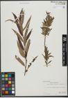 Foto von Salix triandra L. x Salix viminalis L.